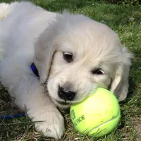 Nile, a female Golden Retriever for sale in New York, NY – Photo 1 of 4