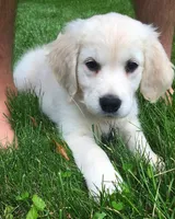 Nile, a female Golden Retriever for sale in New York, NY – Photo 2 of 4