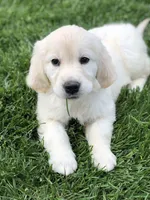 Nile, a female Golden Retriever for sale in New York, NY – Photo 3 of 4