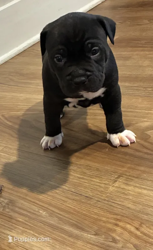 Black boy – American Pit Bull Terrier puppy for sale in Skillman, NJ