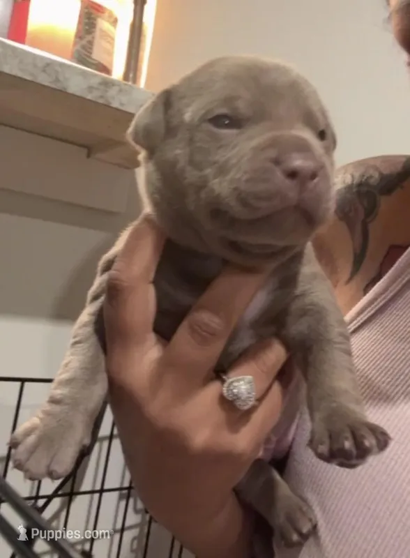 Blue girl – American Pit Bull Terrier puppy for sale in Skillman, NJ