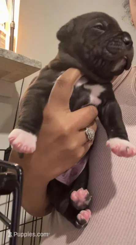 Black boy – American Pit Bull Terrier puppy for sale in Skillman, NJ