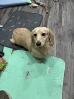 Winston, a male Miniature Dachshund for sale in Wayland, IA – 2 of 4