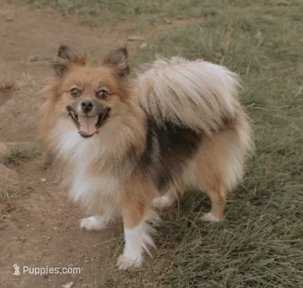 Molly – Pomeranian puppy for sale in Wayland, IA