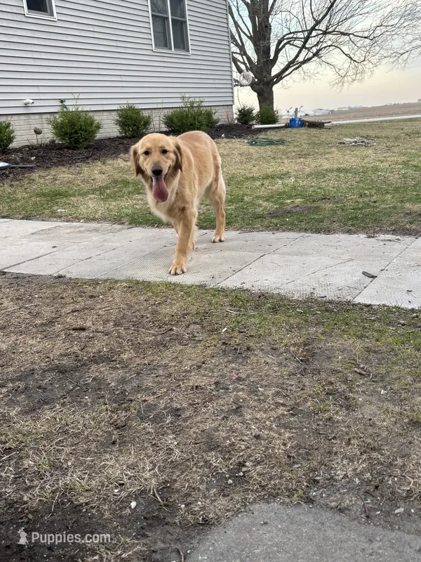 Vada – Golden Retriever puppy for sale in Wayland, IA