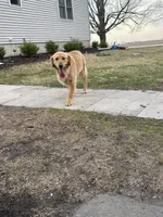 Vada, a female Golden Retriever for sale in Wayland, IA – 1 of 1
