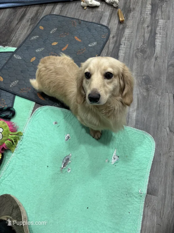 Winston – Miniature Dachshund puppy for sale in Wayland, IA