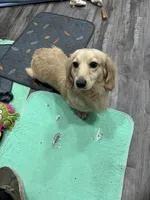 Winston, a male Miniature Dachshund for sale in Wayland, IA – 1 of 4