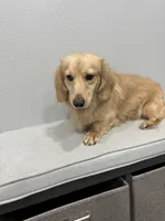 Winston, a male Miniature Dachshund for sale in Wayland, IA – 3 of 4
