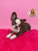 Bubbles, a female French Bulldog for sale in Bethesda, MD – 4 of 4