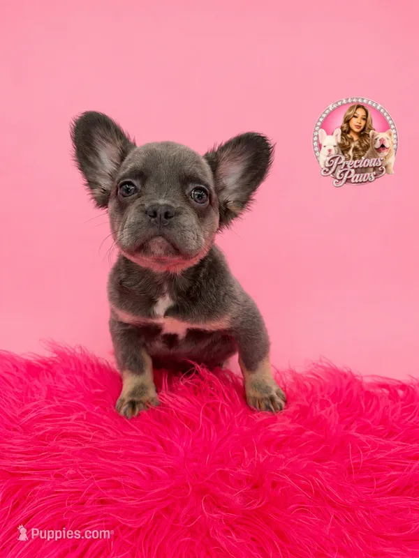 Bella – French Bulldog puppy for sale in Bethesda, MD