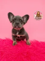 Bella, a female French Bulldog for sale in Bethesda, MD – 1 of 3