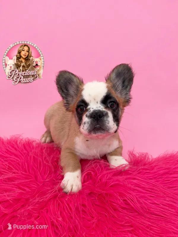 Bailey – French Bulldog puppy for sale in Bethesda, MD
