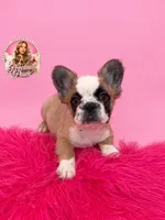 Bailey, a female French Bulldog for sale in Bethesda, MD – 1 of 3