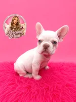 Brooklynn, a female French Bulldog for sale in Bethesda, MD – 2 of 3