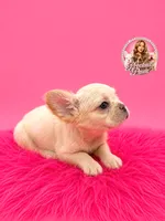 Buffy, a female French Bulldog for sale in Bethesda, MD – 2 of 3