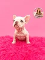 Brooklynn, a female French Bulldog for sale in Bethesda, MD – 3 of 3