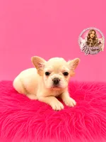 Buffy, a female French Bulldog for sale in Bethesda, MD – 3 of 3