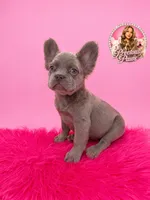 Bryce, a male French Bulldog for sale in Bethesda, MD – 2 of 3