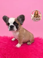 Bailey, a female French Bulldog for sale in Bethesda, MD – 2 of 3
