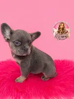 Bella, a female French Bulldog for sale in Bethesda, MD – 2 of 3