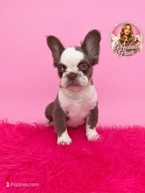 Bubbles – French Bulldog puppy for sale in Bethesda, MD