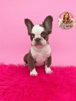 Bubbles, a female French Bulldog for sale in Bethesda, MD – 1 of 4