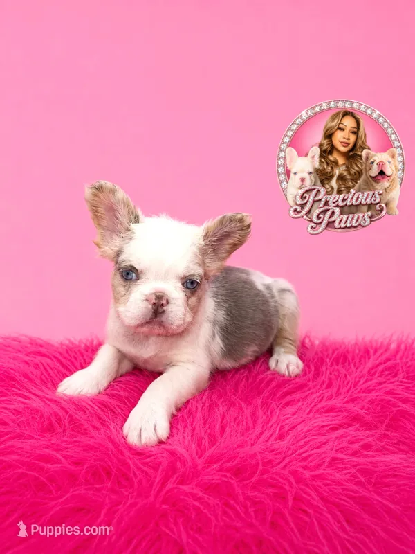 Bianca – French Bulldog puppy for sale in Bethesda, MD