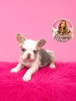 Bianca, a female French Bulldog for sale in Bethesda, MD – 1 of 3