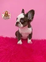 Bubbles, a female French Bulldog for sale in Bethesda, MD – 2 of 4