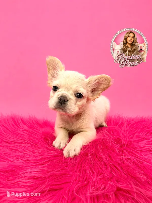 Buffy – French Bulldog puppy for sale in Bethesda, MD