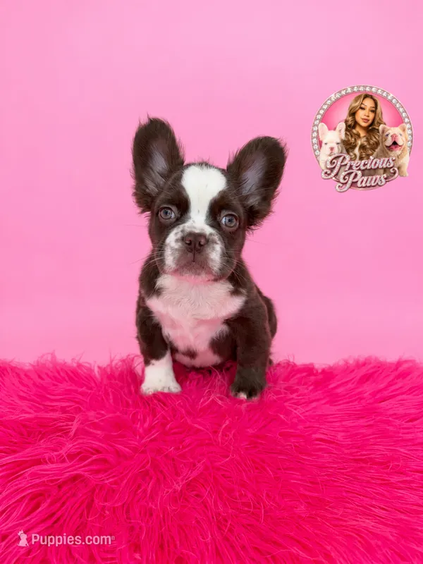 Blaze – French Bulldog puppy for sale in Bethesda, MD