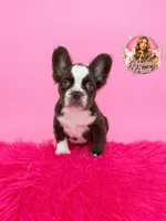Blaze, a male French Bulldog for sale in Bethesda, MD – 1 of 3