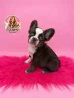 Blaze, a male French Bulldog for sale in Bethesda, MD – 3 of 3