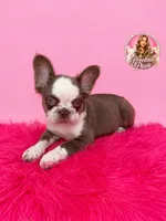 Bubbles, a female French Bulldog for sale in Bethesda, MD – 3 of 4