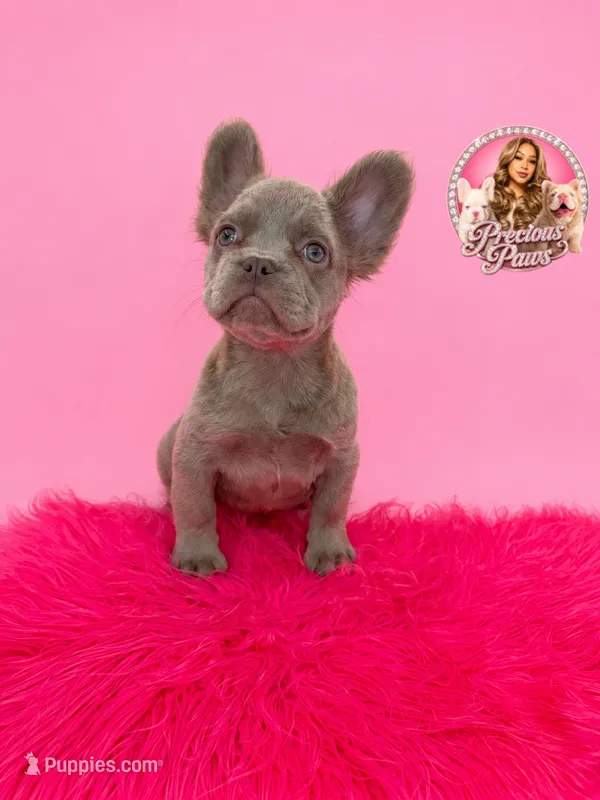 Bryce – French Bulldog puppy for sale in Bethesda, MD