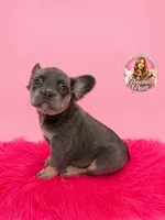 Bella, a female French Bulldog for sale in Bethesda, MD – 3 of 3