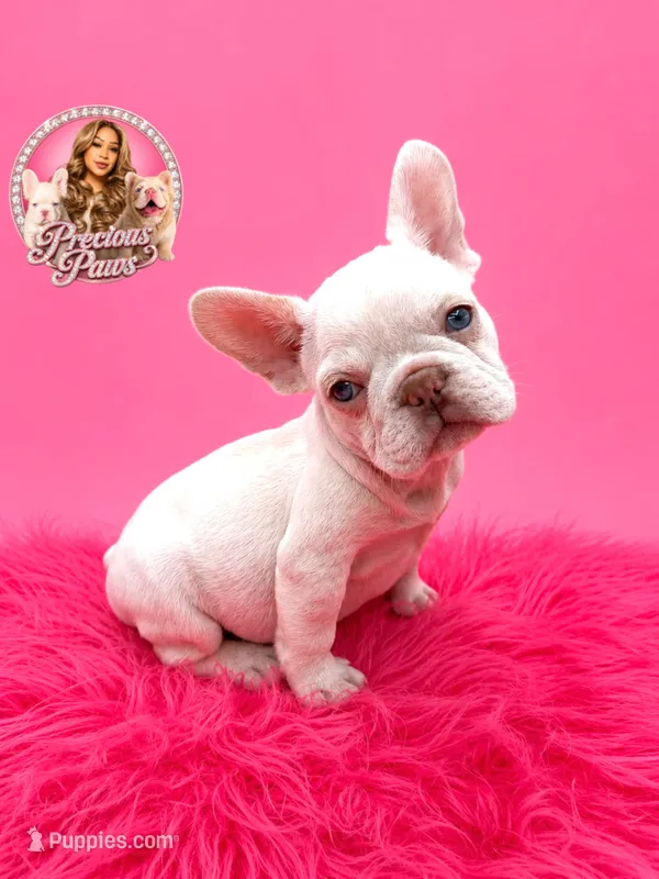 Brooklynn – French Bulldog puppy for sale in Bethesda, MD