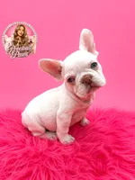Brooklynn, a female French Bulldog for sale in Bethesda, MD – 1 of 3