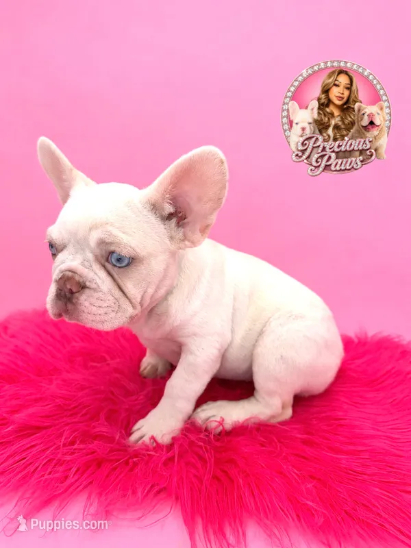 Brooklynn – French Bulldog puppy for sale in Bethesda, MD