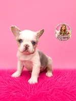 Bianca, a female French Bulldog for sale in Bethesda, MD – 3 of 3