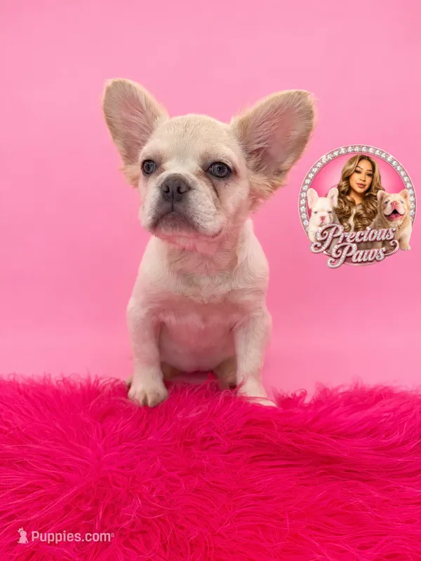 Buffy – French Bulldog puppy for sale in Bethesda, MD