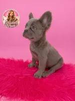 Bryce, a male French Bulldog for sale in Bethesda, MD – 3 of 3