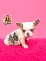 Bianca, a female French Bulldog for sale in Bethesda, MD – 2 of 3
