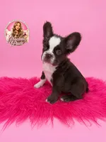 Blaze, a male French Bulldog for sale in Bethesda, MD – 2 of 3