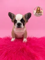 Bailey, a female French Bulldog for sale in Bethesda, MD – 3 of 3