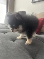 Loka, a female Pomeranian for sale in Canoga Park, CA – 4 of 4