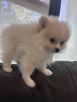 Ayla, a female Pomeranian for sale in Canoga Park, CA – 1 of 5
