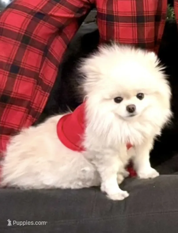 Ayla – Pomeranian puppy for sale in Los Angeles, CA