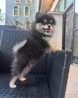 Luka , a female Pomeranian for sale in Canoga Park, CA – 2 of 2